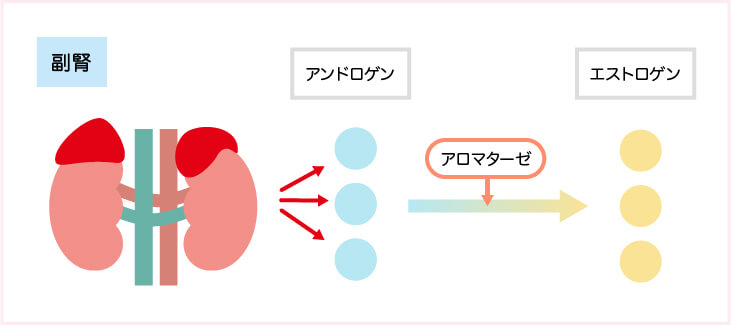 手術前 手術後に行われる 薬物療法 がんの治療法 詳しく知りたい 乳がん
