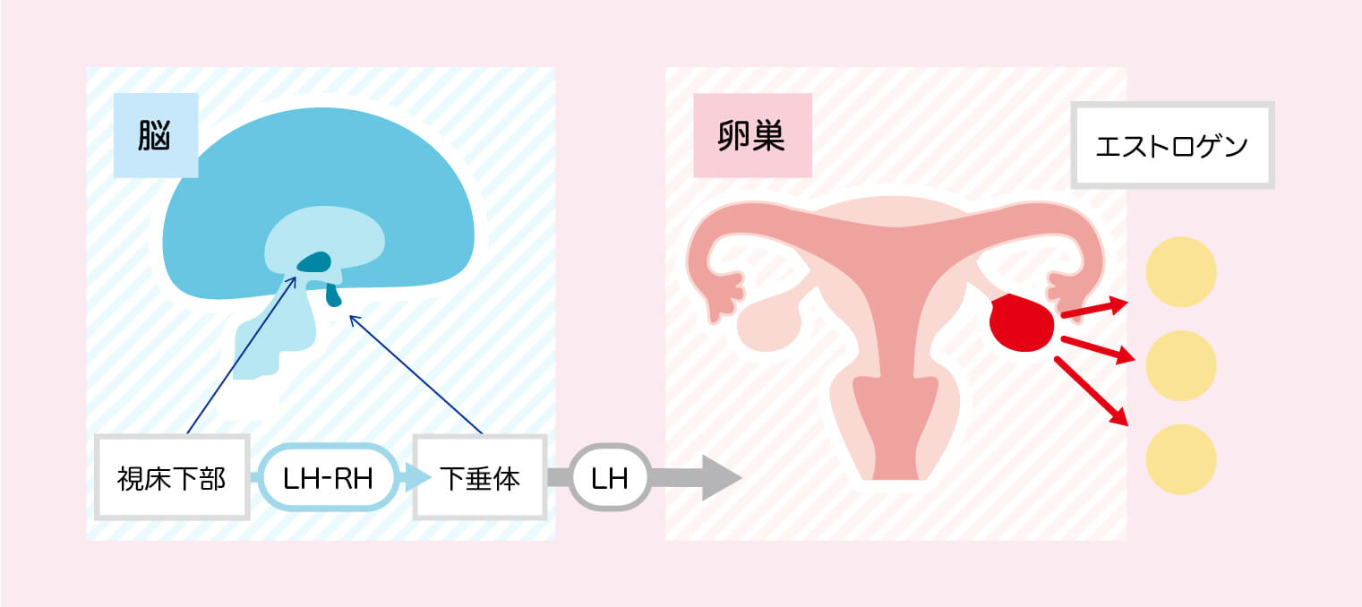 手術前・手術後に行われる 薬物療法のイメージ画像