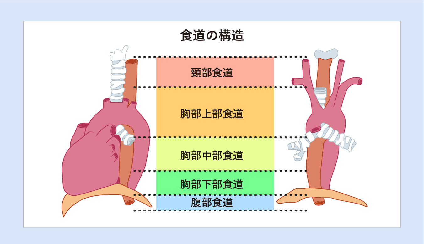 食道の構造