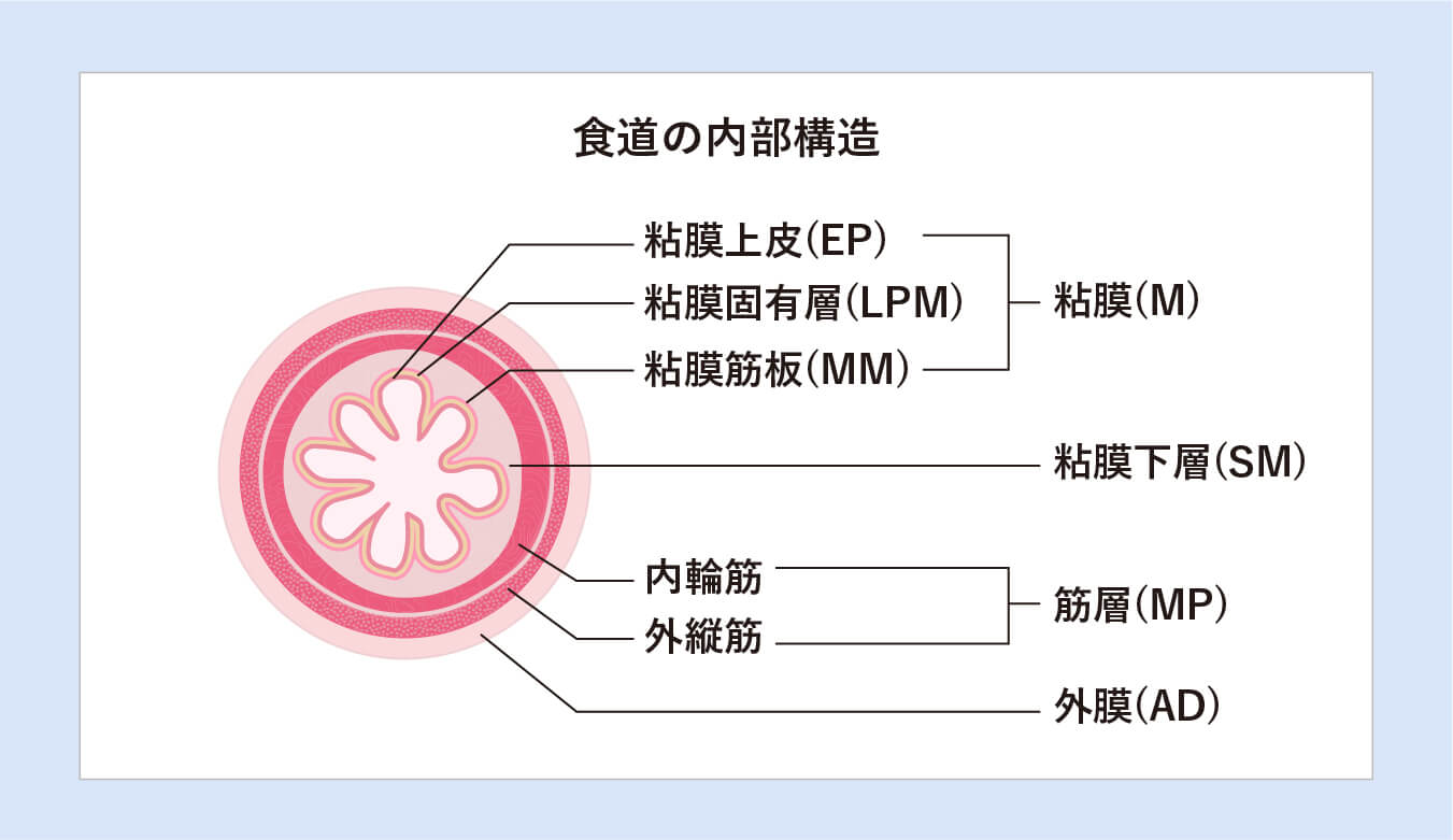 食道の内部構造