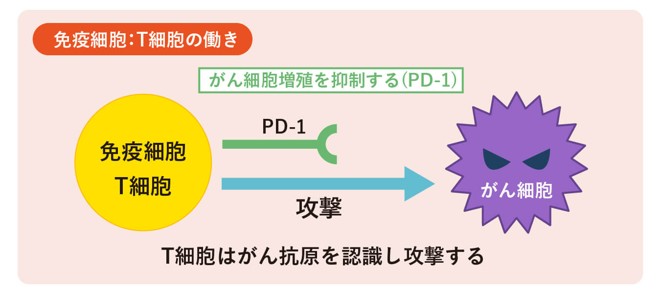 免疫細胞:T細胞の働き
