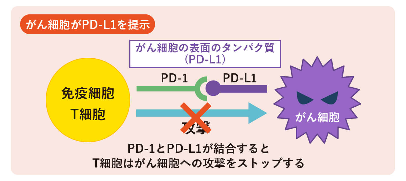 がん細胞がPD-L1を提示