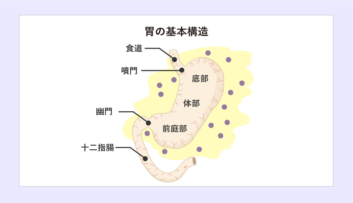 胃の基本構造